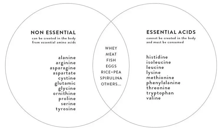 Chart of essential and non-essential amino acids