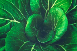 Leafy green vegetables and asparagus, natural food sources of folate