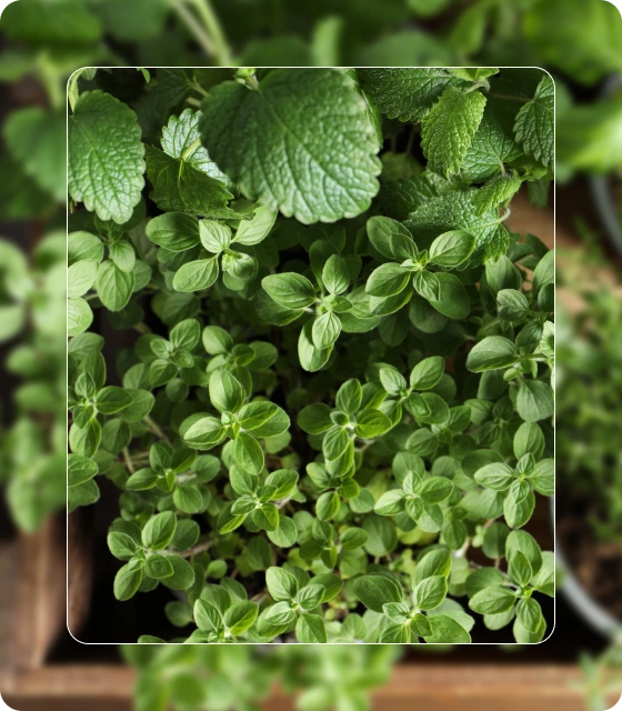 psychiatrist in brooklyn