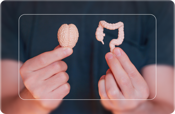 gut brain connection